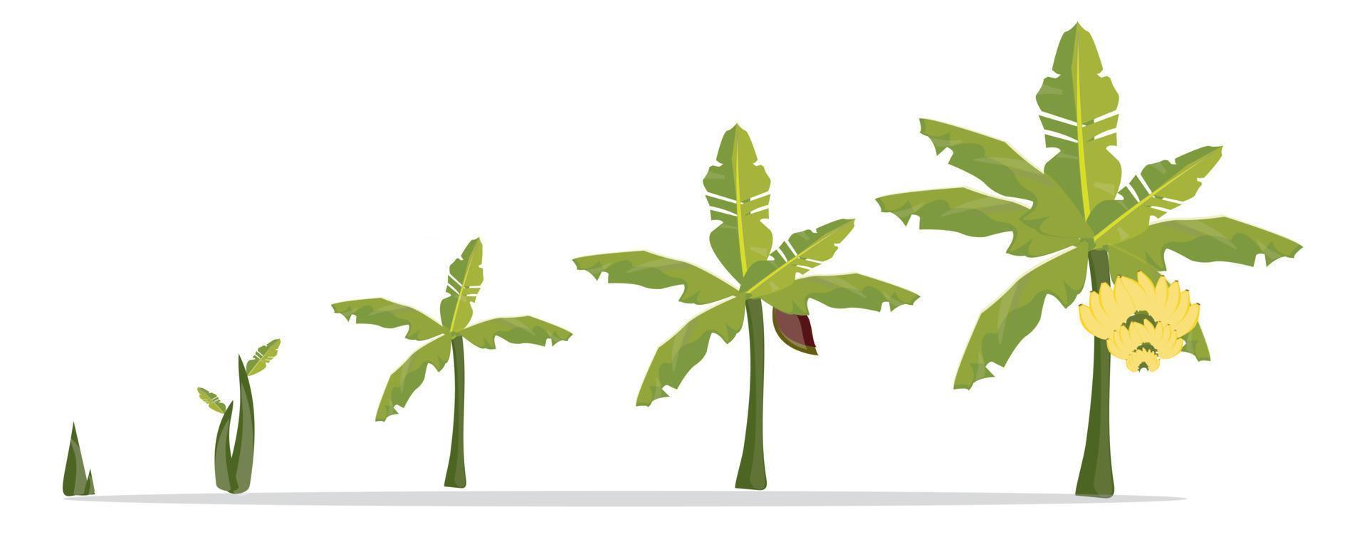 Banana tree growth in vector format.