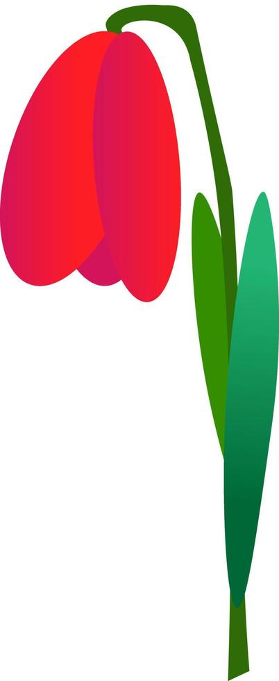 Tulip on a white background. Vector image.