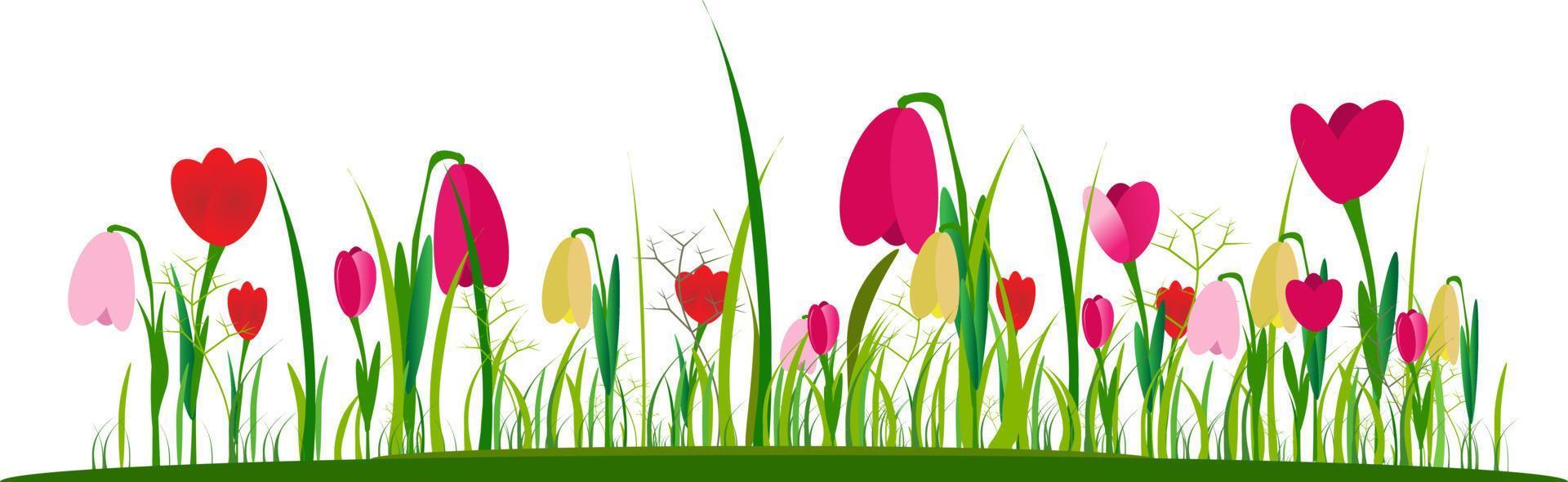 Early spring forest and garden flowers highlighted on a white vector set. Illustration of nature flower spring and summer in the garden