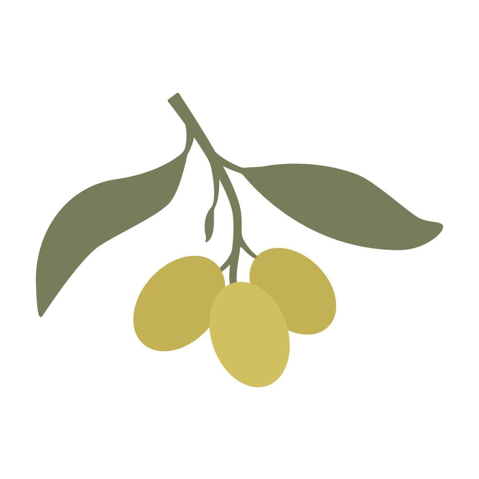 Olive branch with green olives isolated on white background. Flat style. Vector illustration