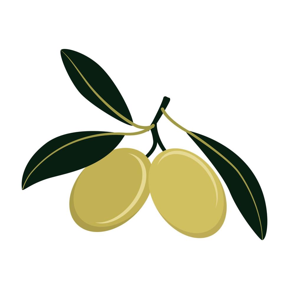 Rama de olivo con aceitunas verdes aislado sobre fondo blanco. vector