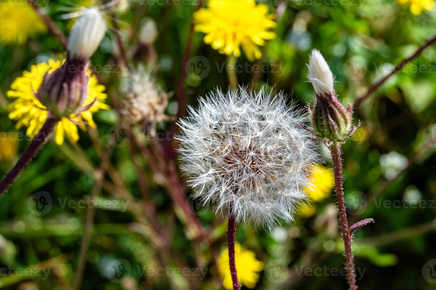 Beautiful wild growing flower seed dandelion on background meadow photo
