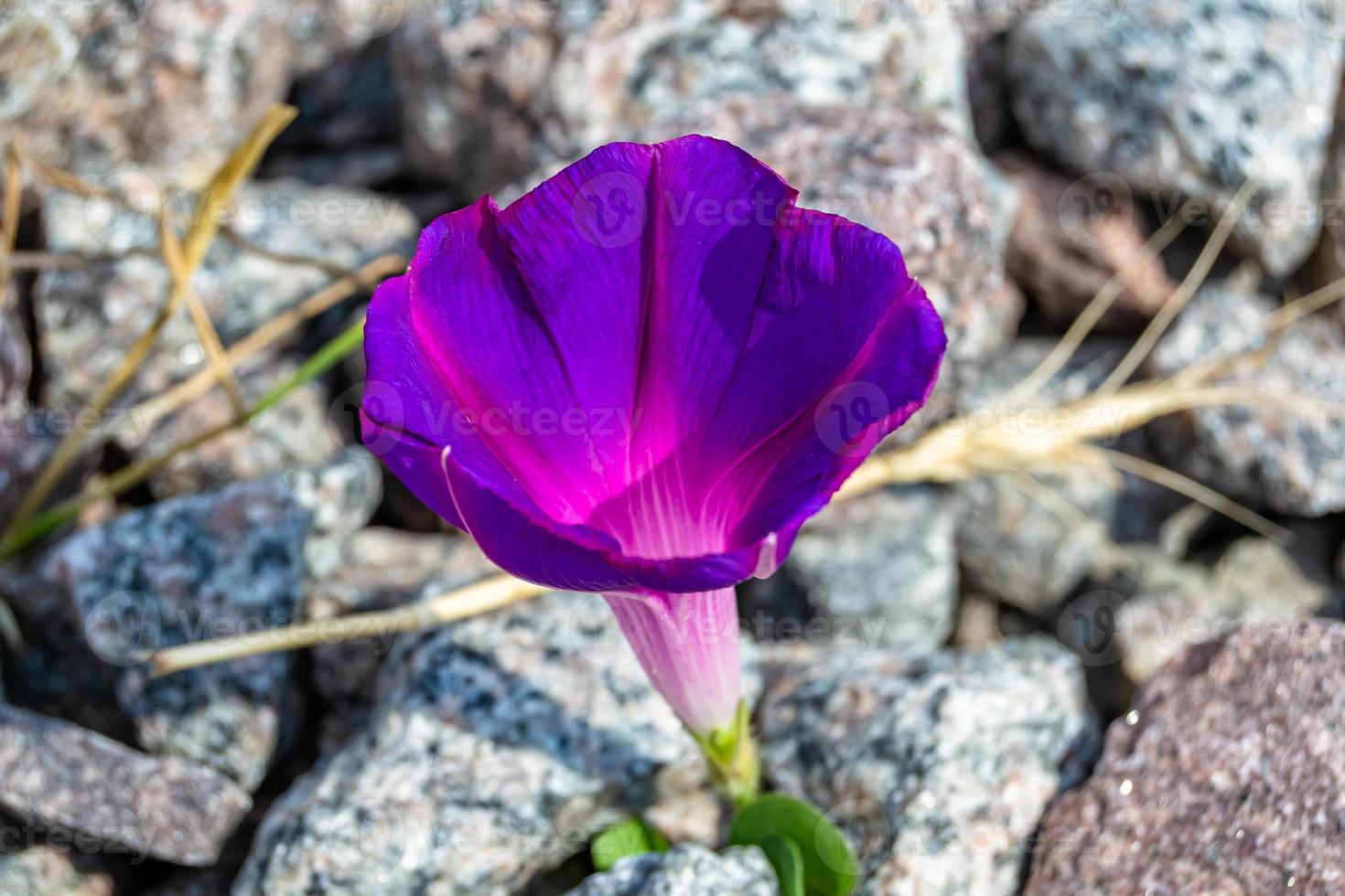 Photography on theme beautiful wild growing flower petunia on background meadow, photo