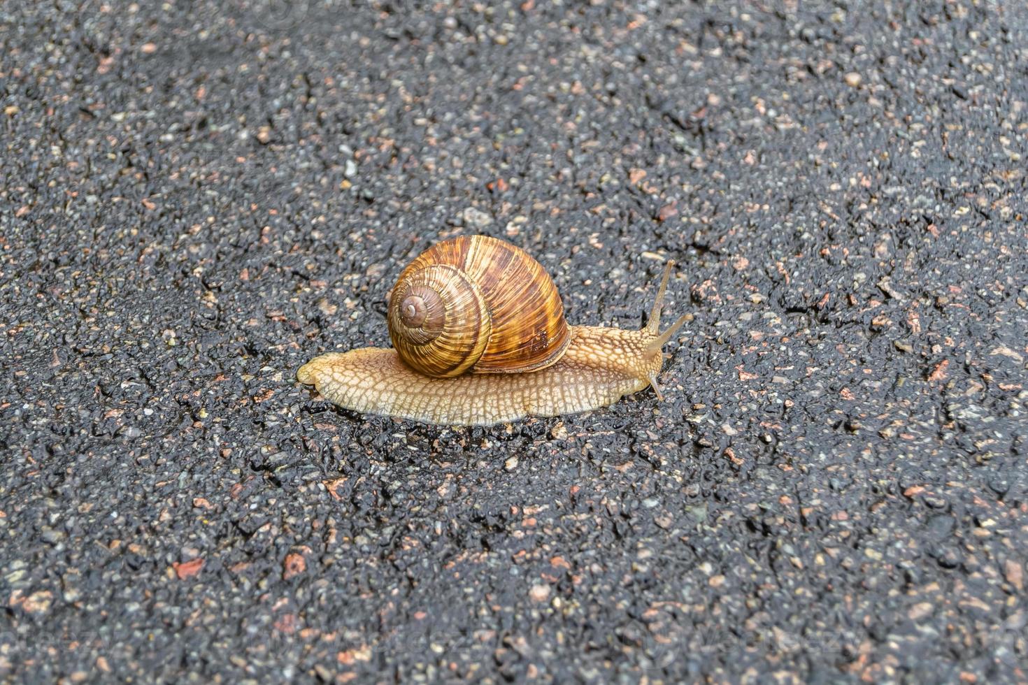 Big garden snail in shell crawling on wet road hurry home photo