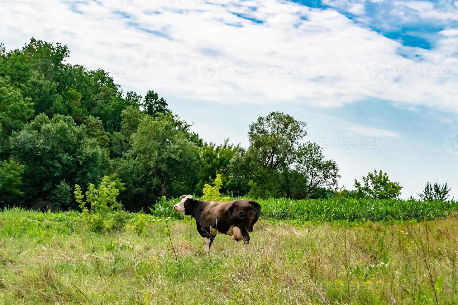 beautiful big milk cow grazes on green meadow under blue sky photo