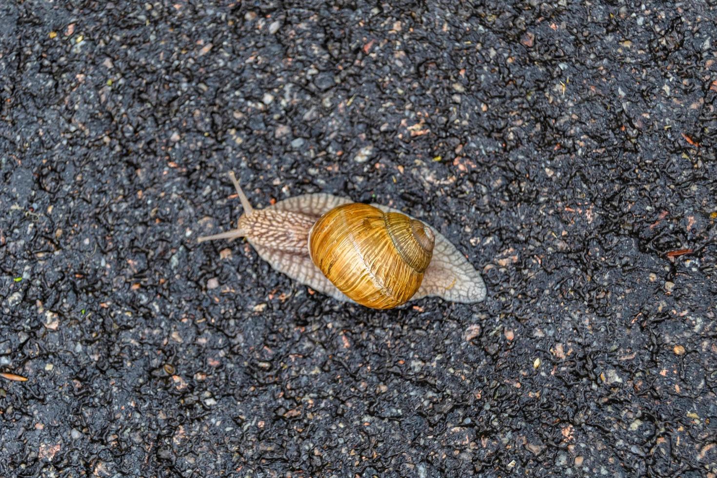 Big garden snail in shell crawling on wet road hurry home photo