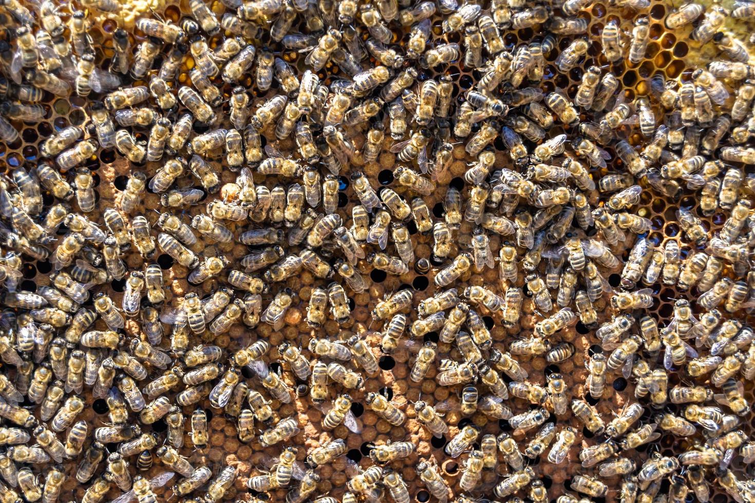 Abstract hexagon structure is honeycomb from bee hive filled photo