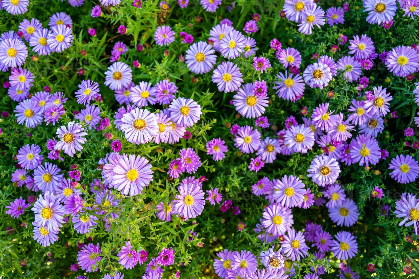 fina flor silvestre creciente aster falso girasol en pradera de fondo foto