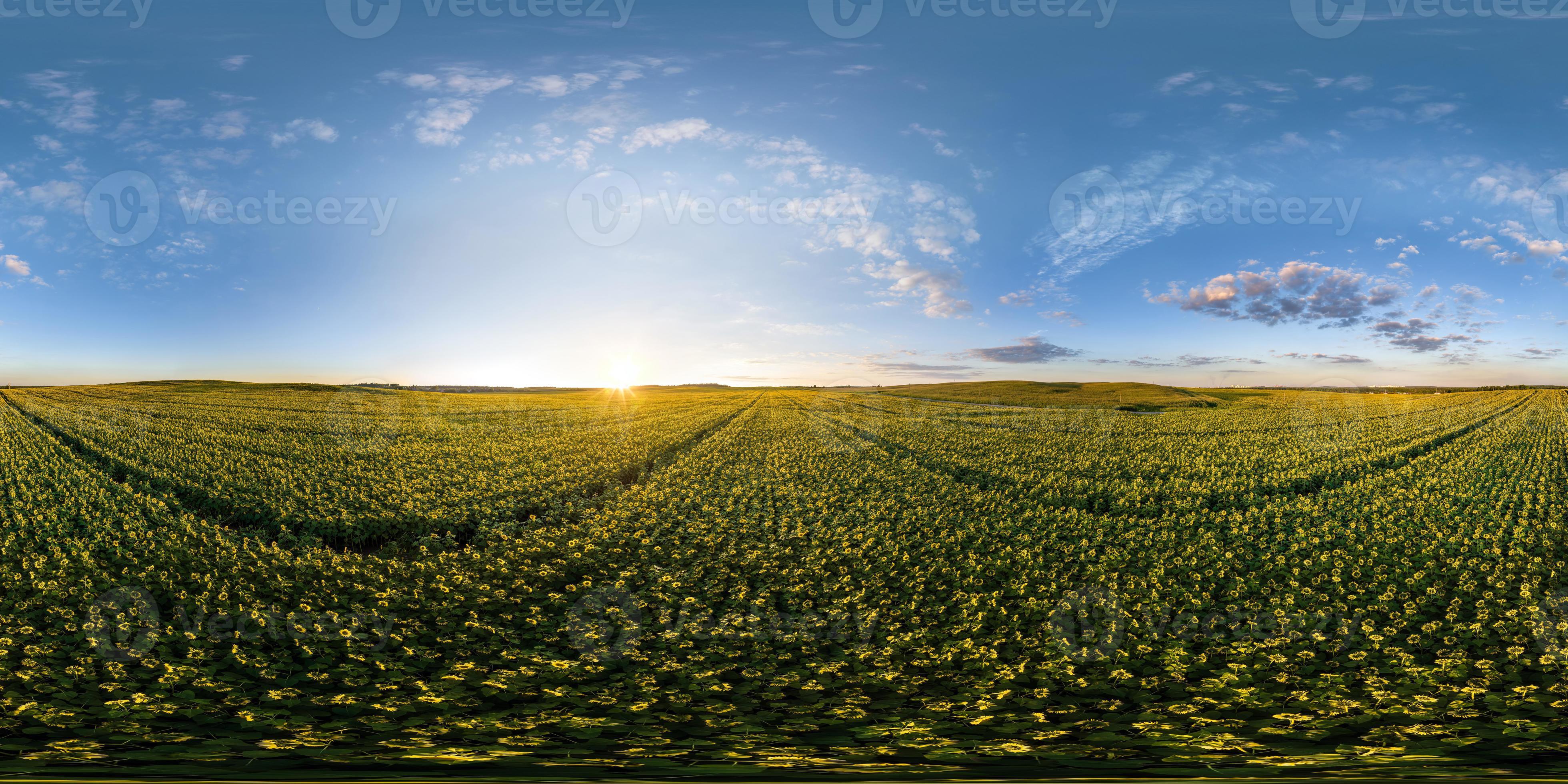 full seamless spherical hdri 360 panorama view over blooming sunflowers