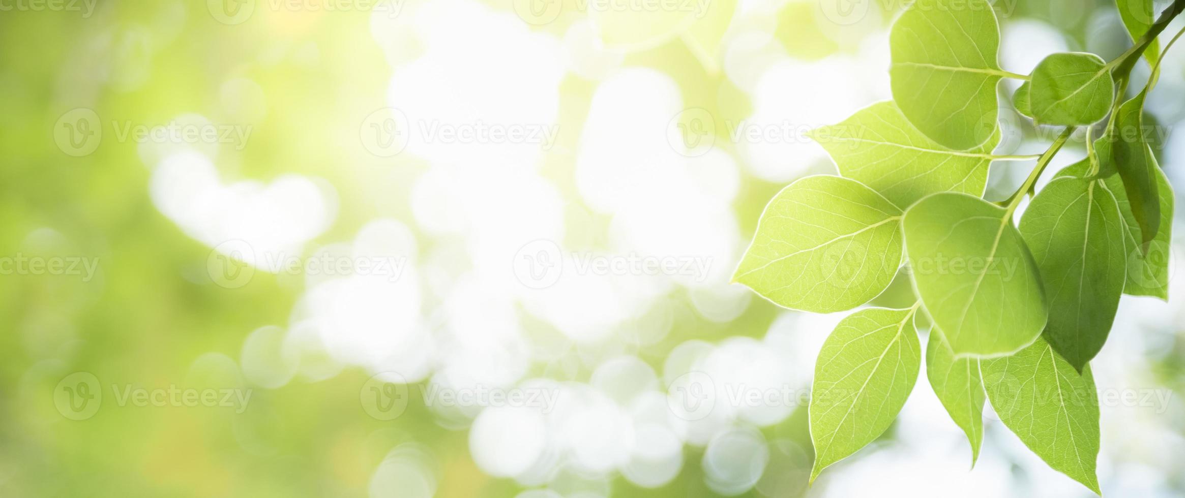 Closeup of beautiful nature view green leaf on blurred greenery background in garden with copy space using as background cover page concept. photo