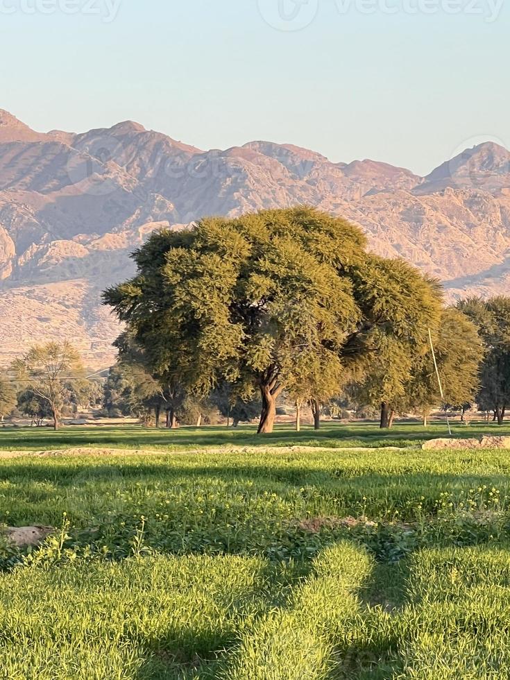 Landscape view of Mountains and trees green field and mountains photo