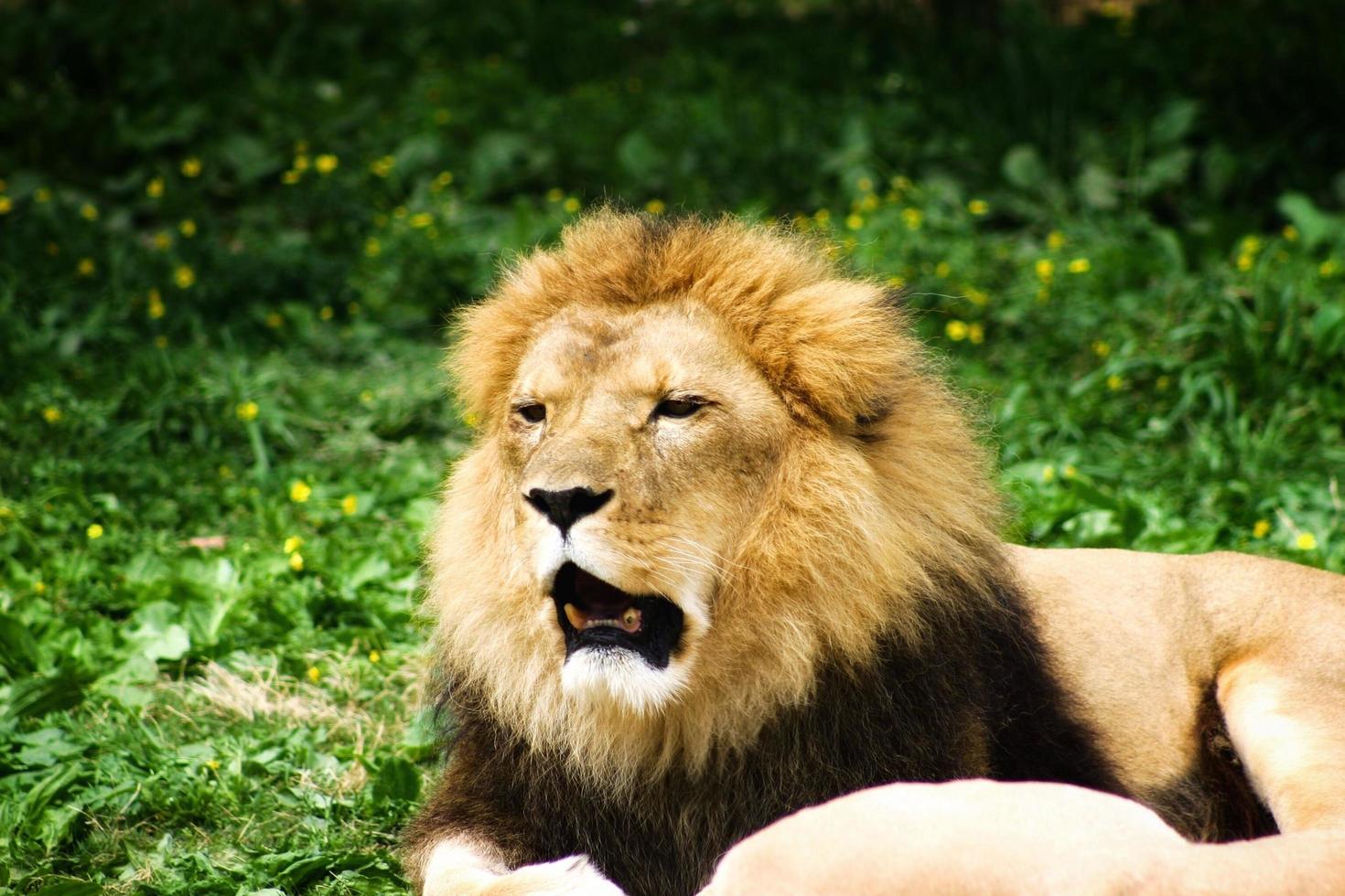 Lion yawns at zoo photo