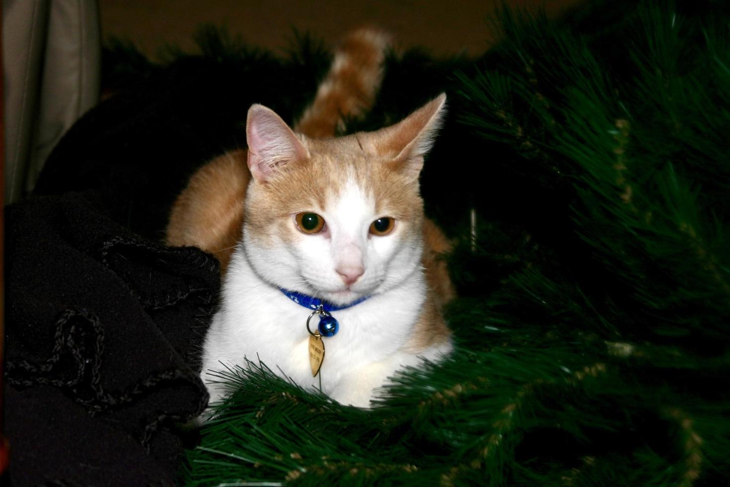 Tabby cat in pine tree photo