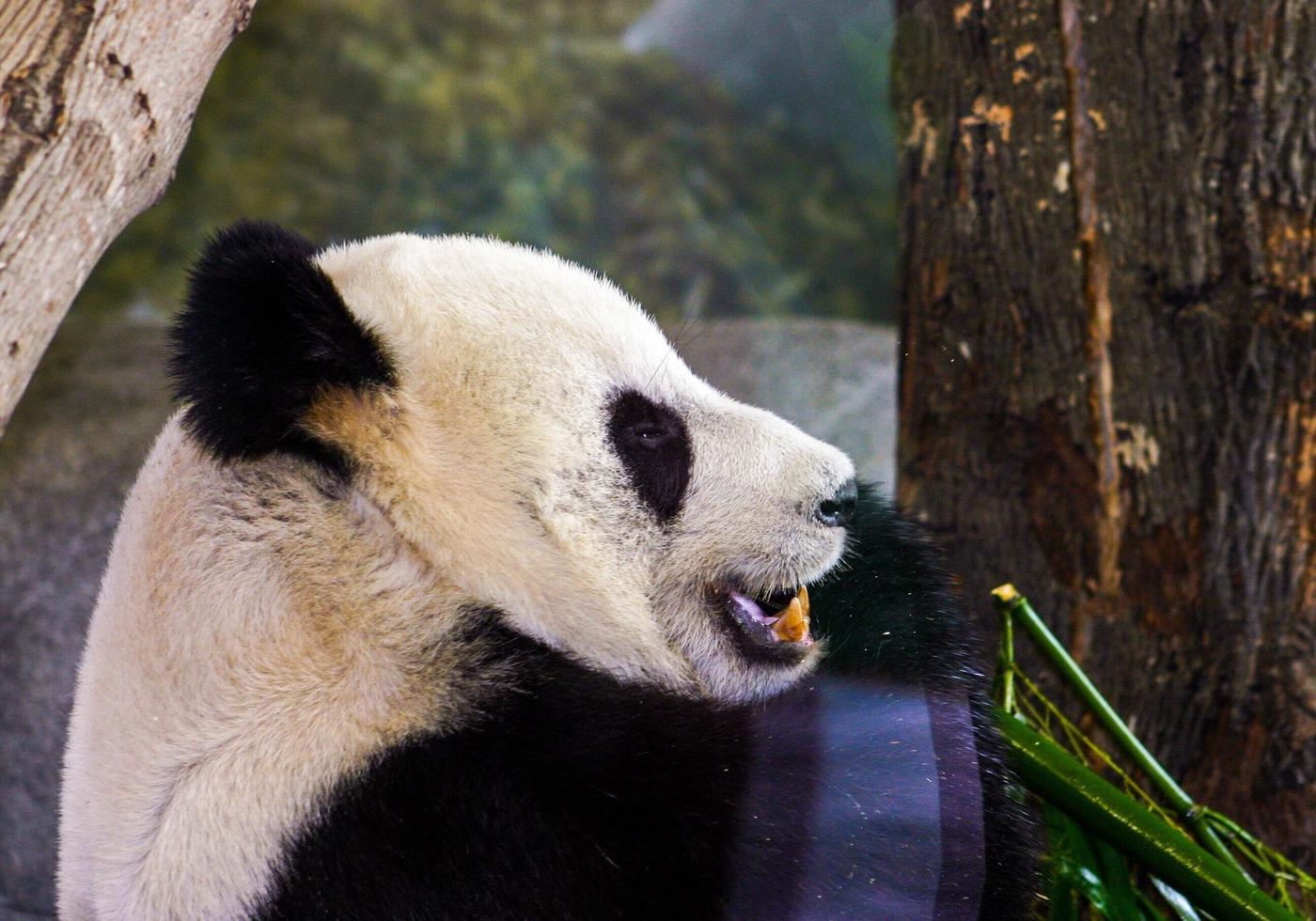 Panda bear near tree photo