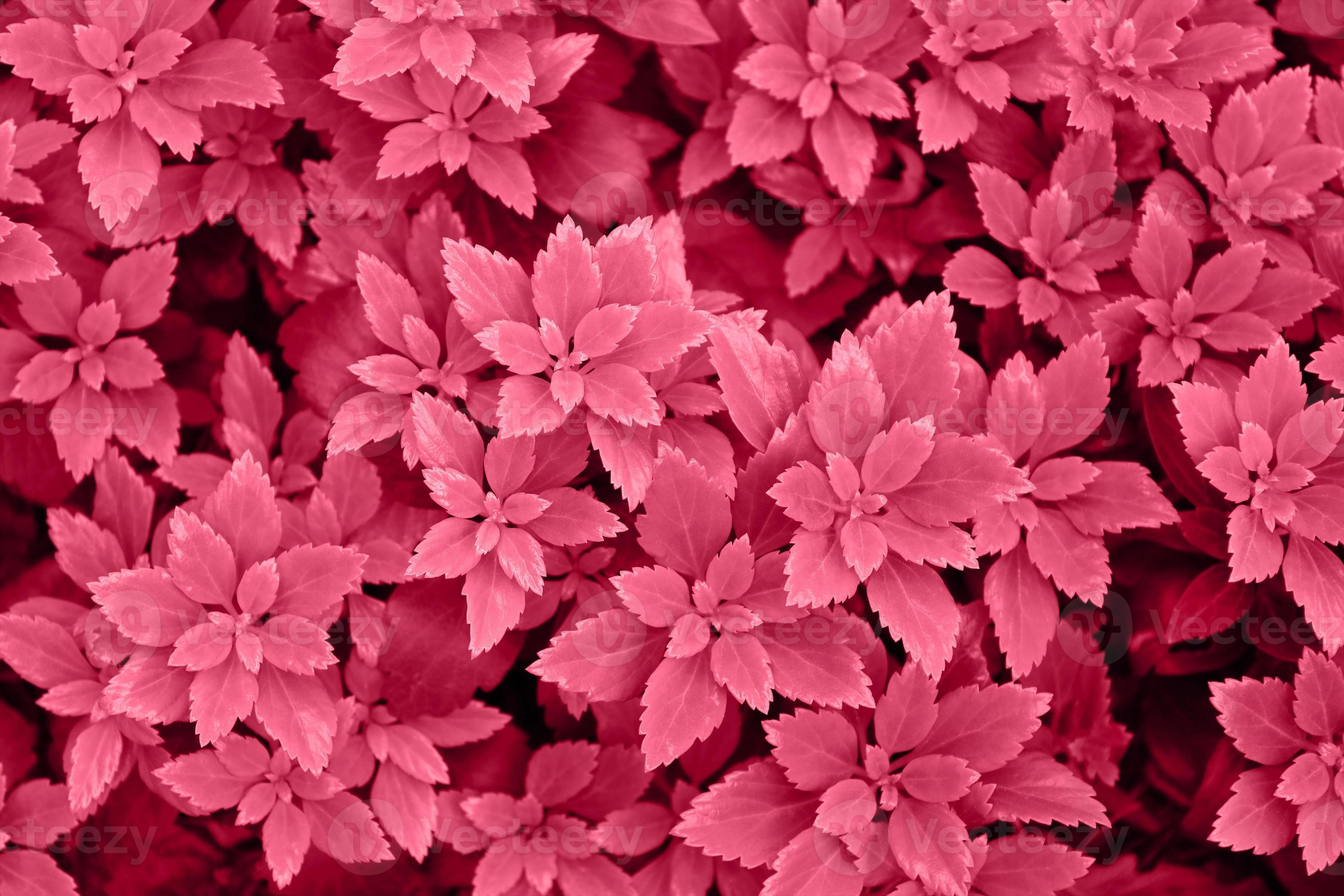 Exploring Viva Magenta Flowers and Pantone's 2023 Color of the