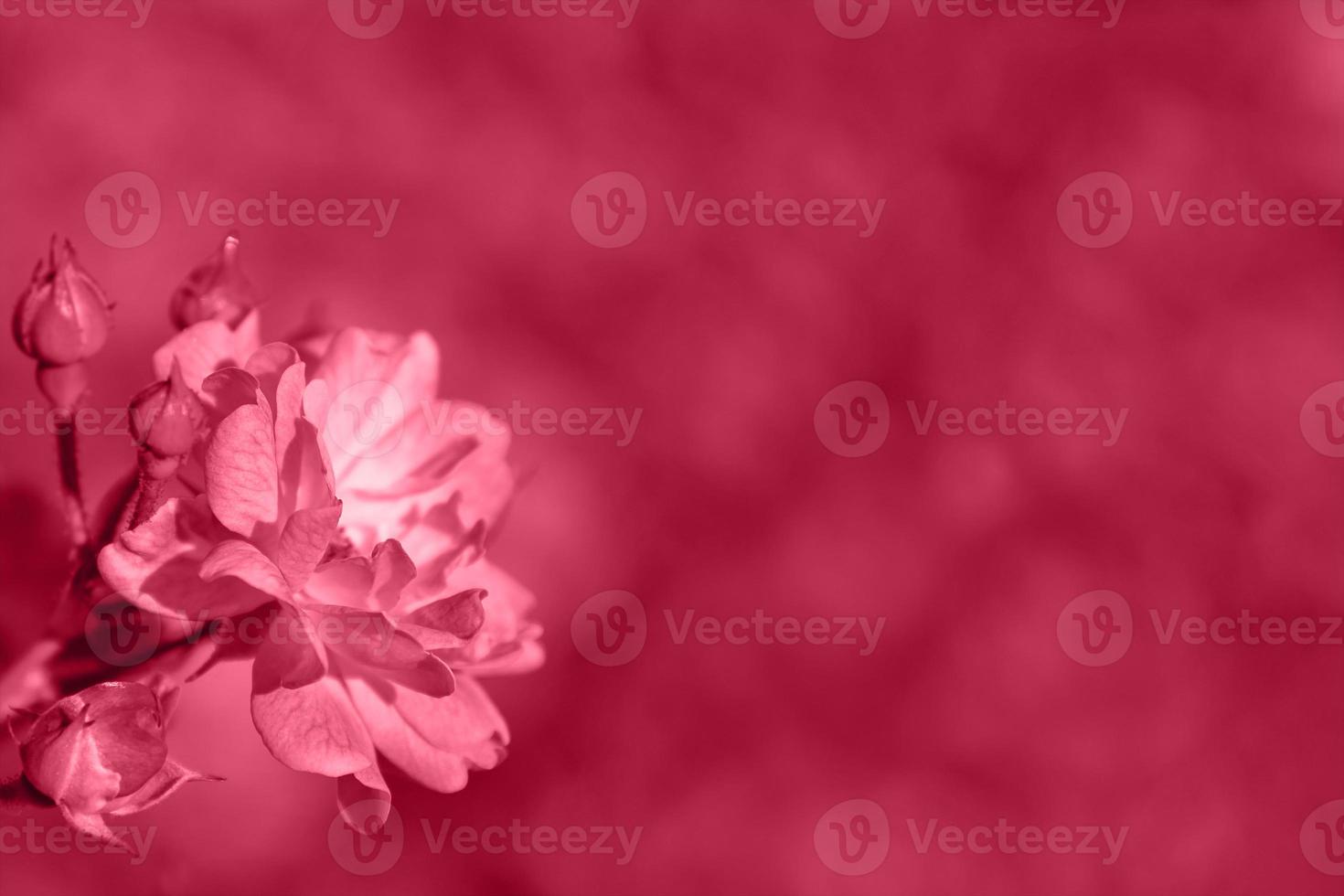 One garden small pink bush rose toned into Viva Magenta trendy color. Inspired by Pantone new color of the year 2023. Abstract blurred defocused background with place for text. photo