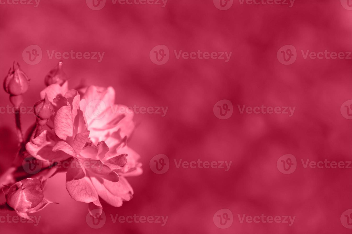 un jardín pequeño arbusto rosa rosa tonificado en color de moda viva magenta. inspirado en pantone nuevo color del año 2023. fondo desenfocado borroso abstracto con lugar para texto. foto