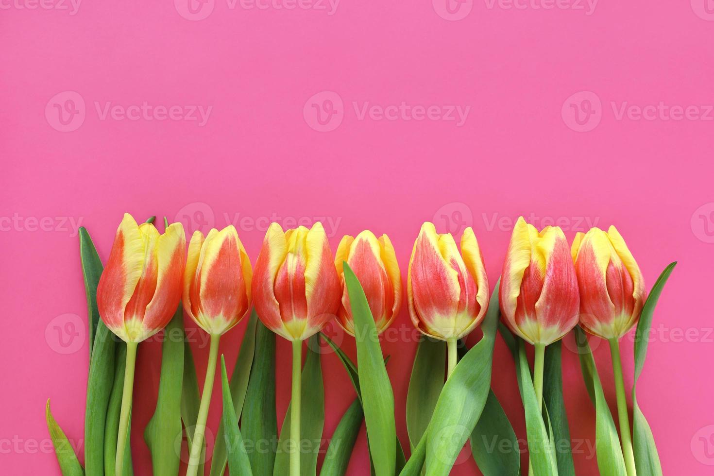 Seven red-yellow tulips laid out in one line at bottom of image on pink paper background. Mother's Day. March 8 Women's Day. Grandma Day. Happy Birthday. Easter. Valentine's Day. Place for text. photo