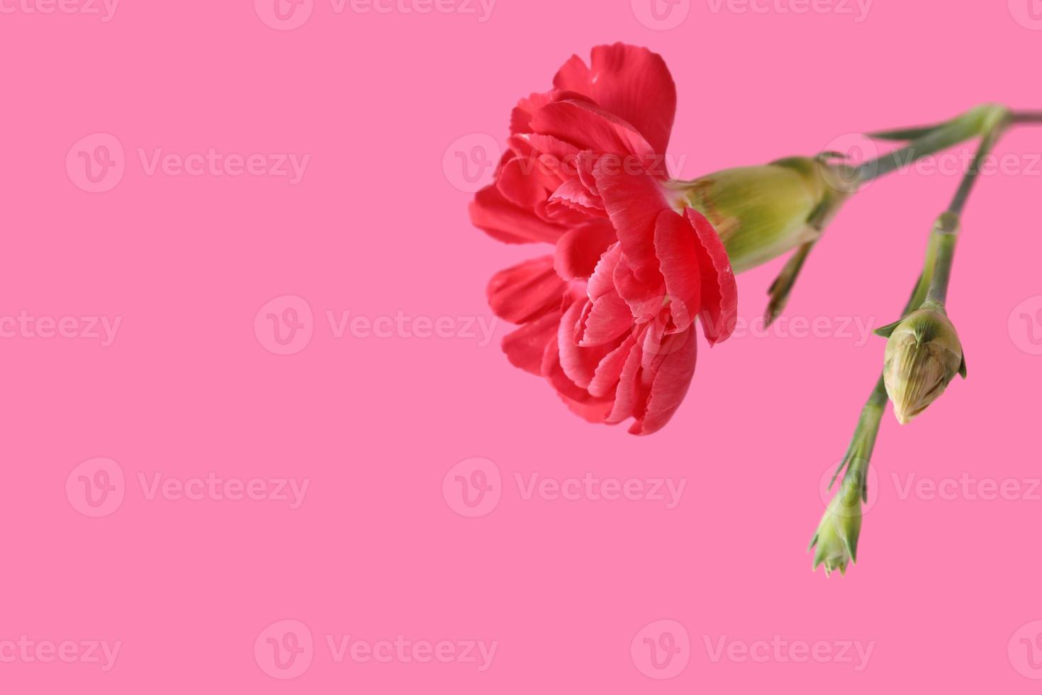 Red or crimson one carnation flower isolated on pink background. March 8 Women's Day. Mother's Day. Grandma Day. Happy Birthday. Easter. Valentine's Day. Greeting card or banner with place for text. photo