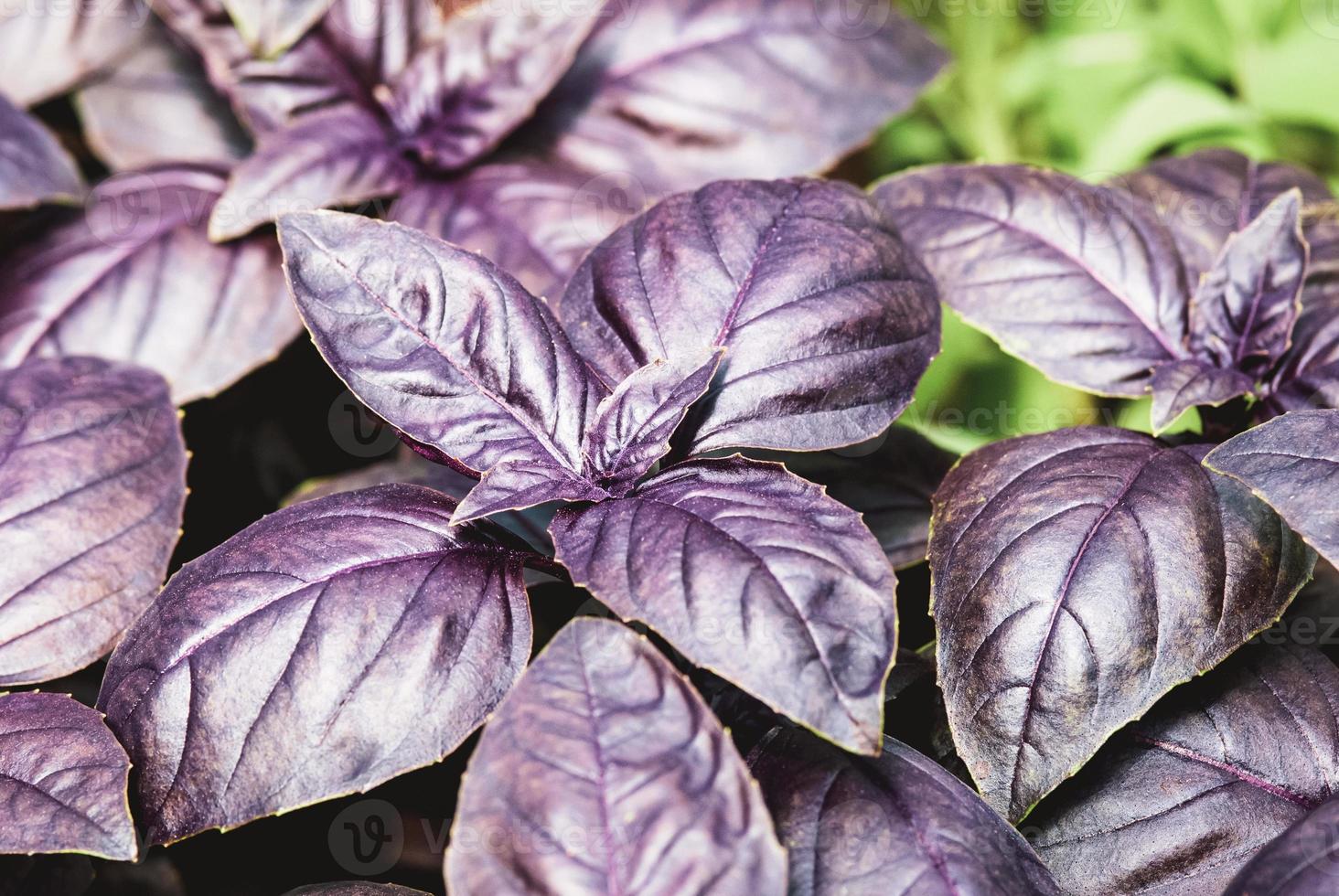 Dark opal basil , Purple garden basil, Ocimum basilicum grown in herbs garden photo