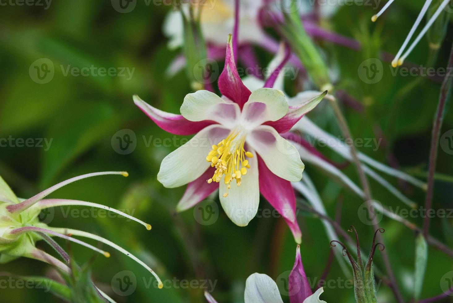 European Columbine, Aquilegia Vulgaris, white red flowers in spring garden photo