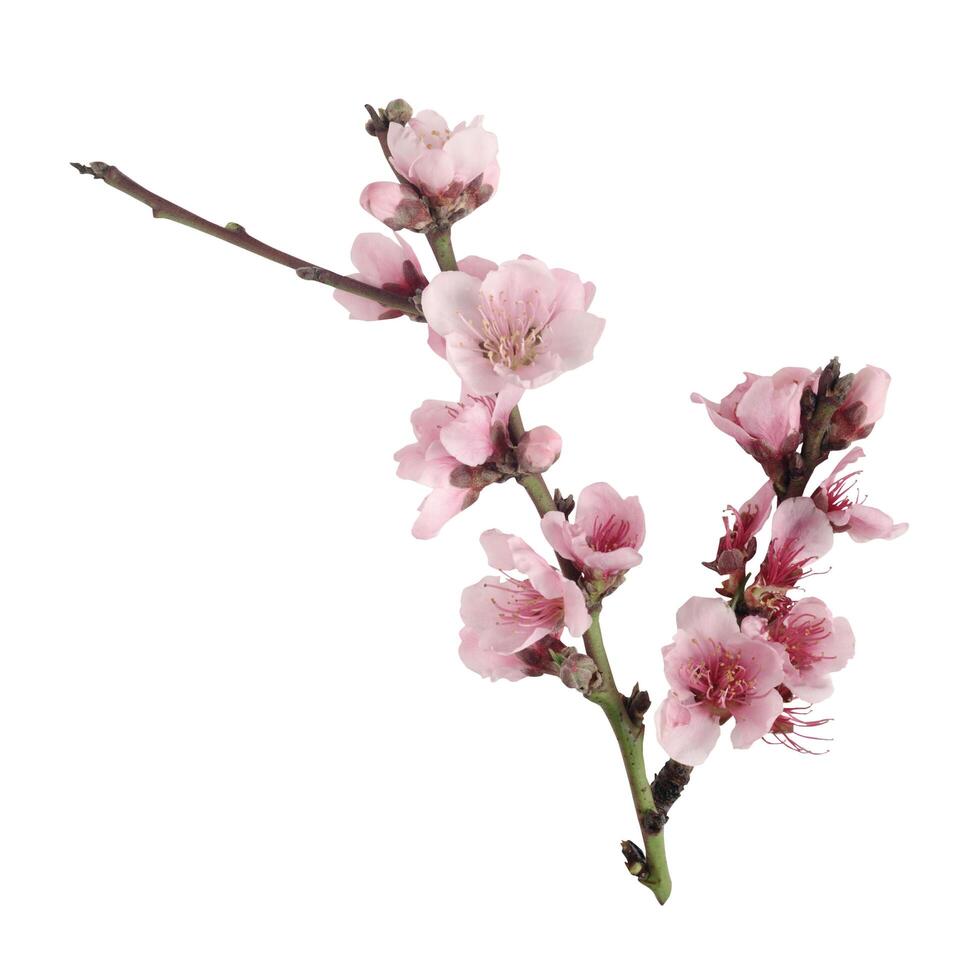 Pink Cherry Blossom Flower Background photo