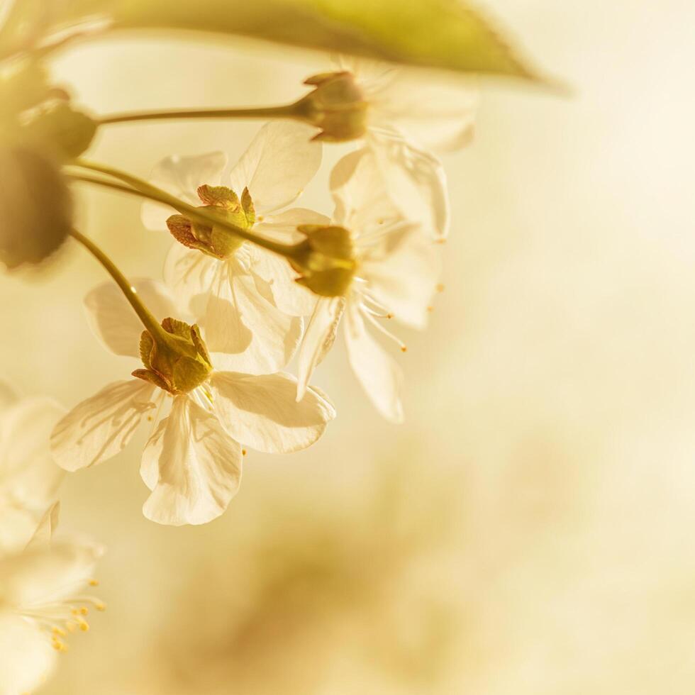 Pink Cherry Blossom Flower Background photo