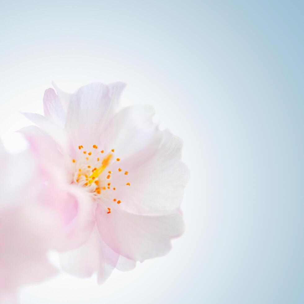 Pink Cherry Blossom Flower Background photo