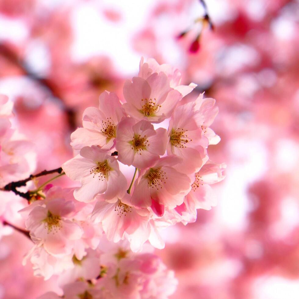 Pink Cherry Blossom Flower Background 17620677 Stock Photo at Vecteezy