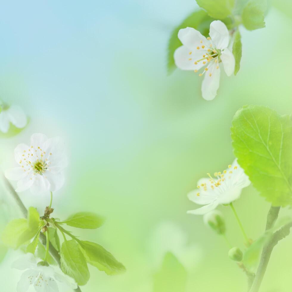 Pink Cherry Blossom Flower Background photo