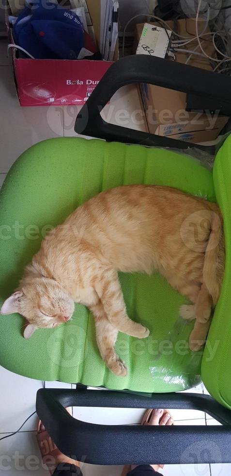 A white cat is sitting sleepily on an green chair. photo