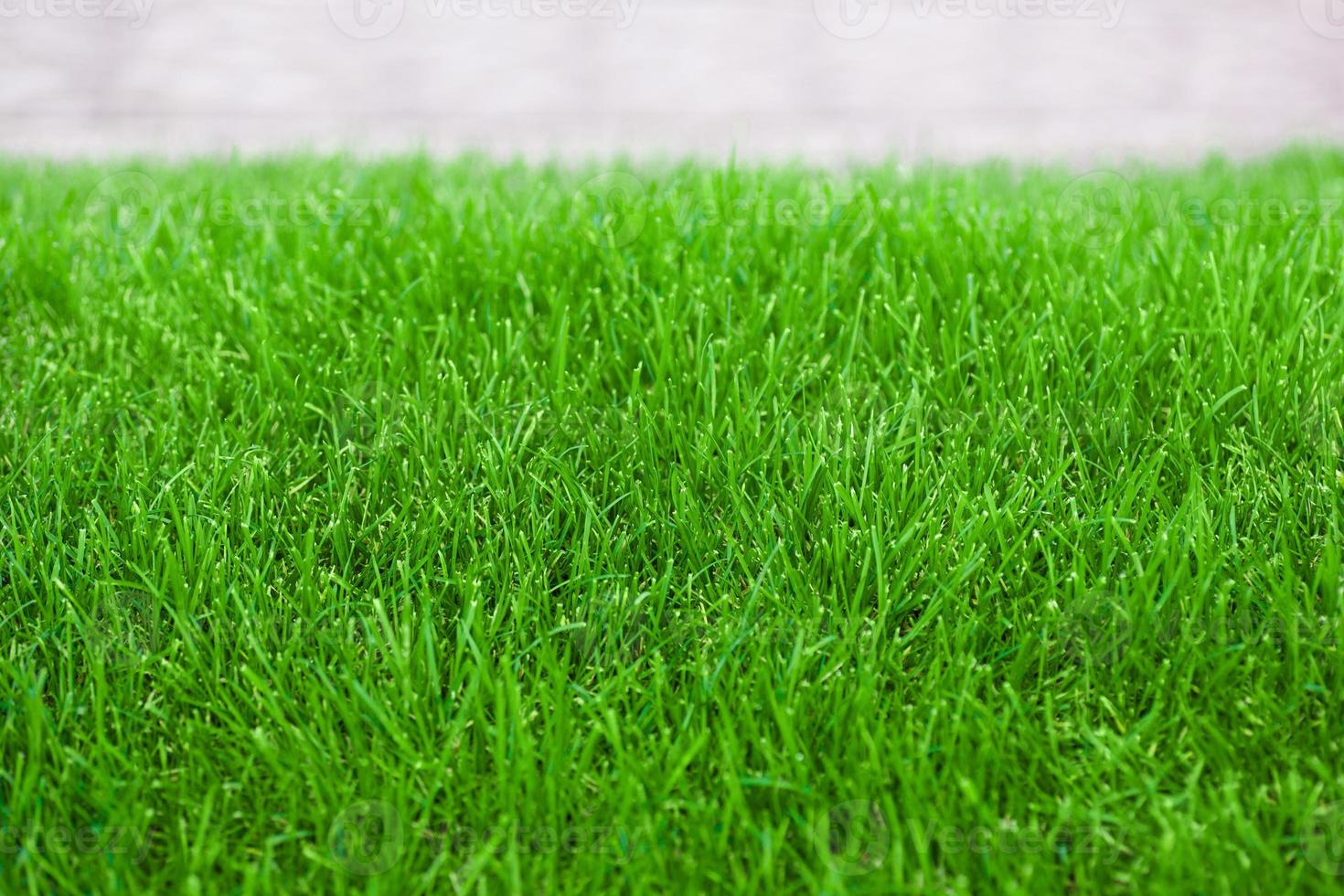 césped de primavera fresca hierba verde para el fondo foto