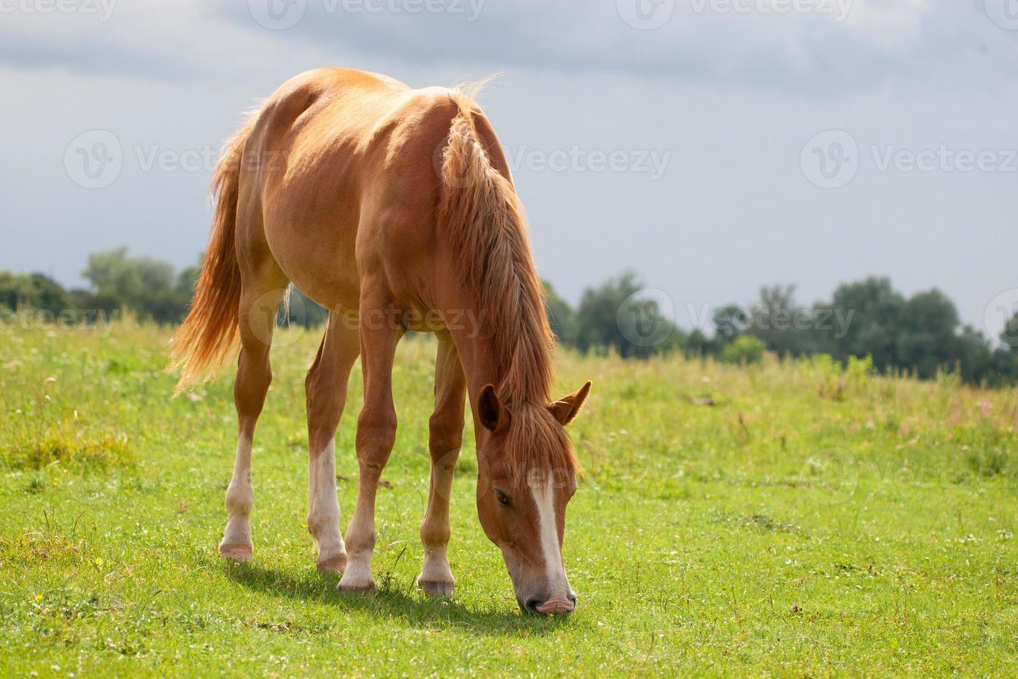 hermosos caballos pastan en el pasto foto