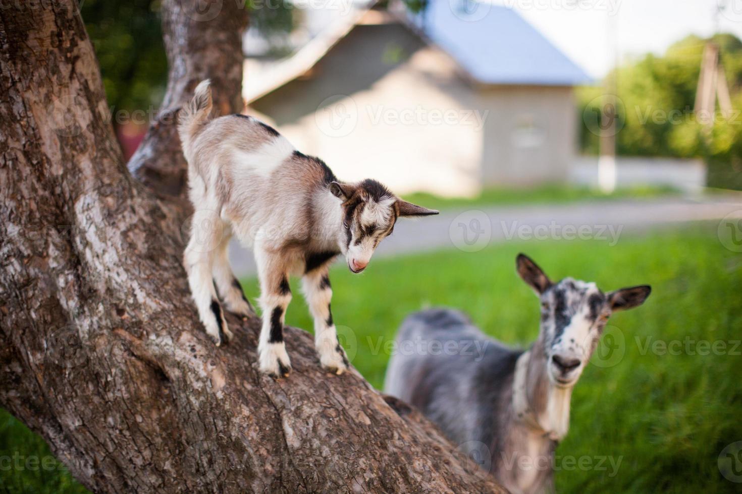 A beautiful photo of two goat from mom and baby