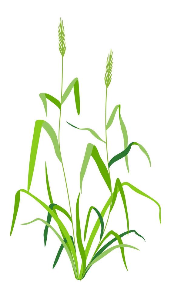 Grass with leaves, weed with lush foliage vector