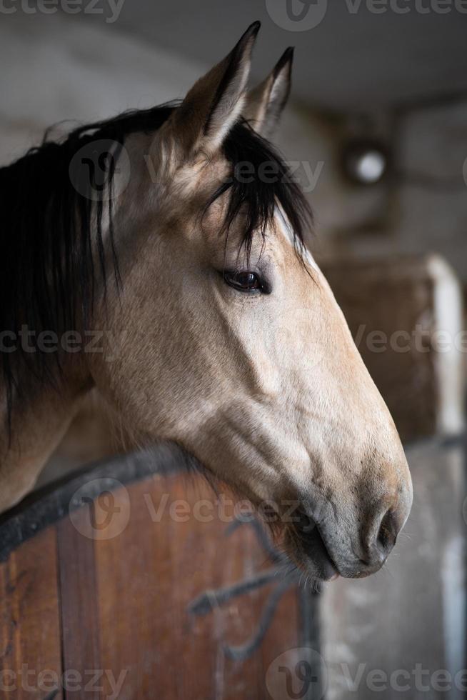 a beautiful horse in the stable photo