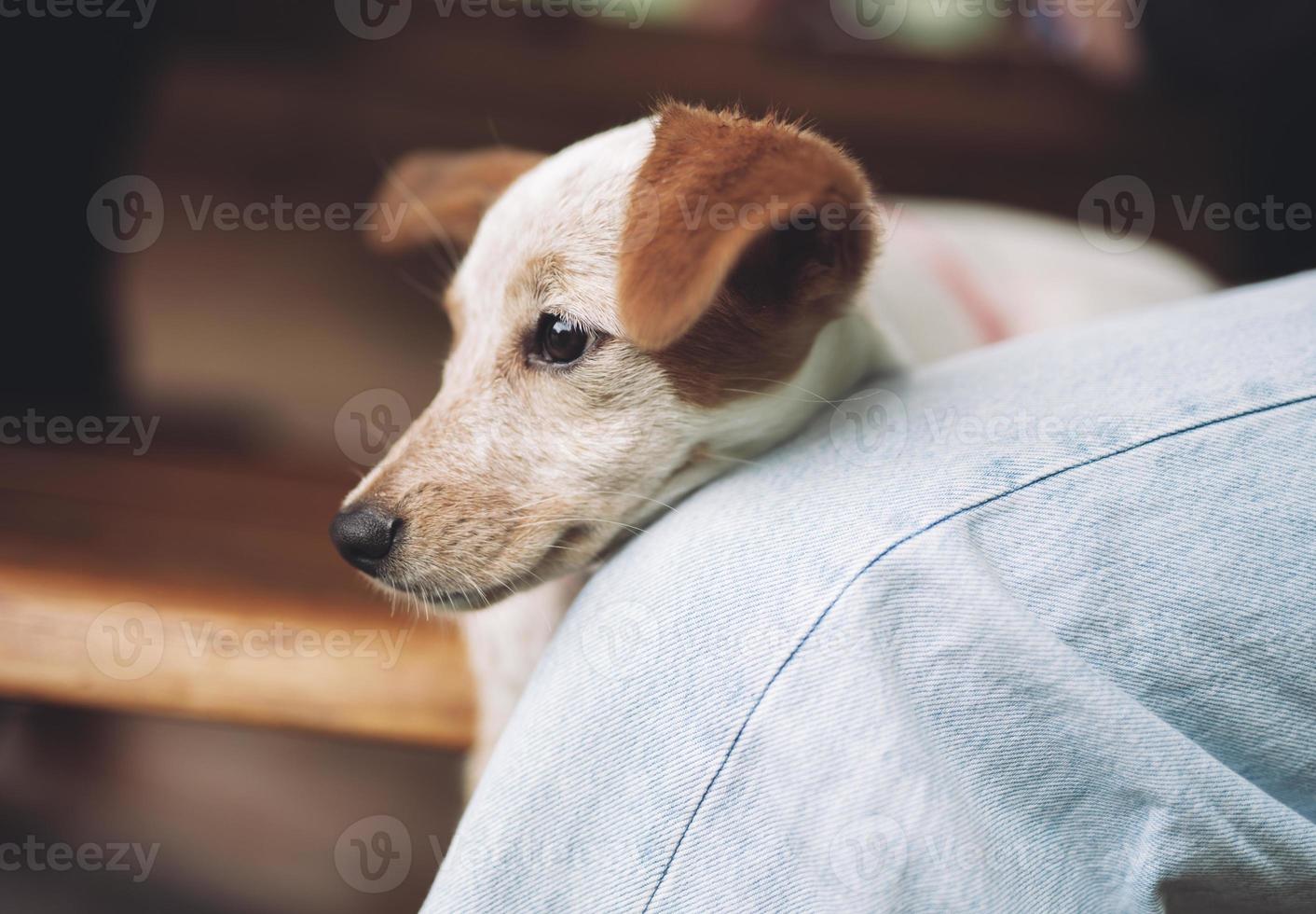 hermoso cachorrito descansando, durmiendo después de un día ajetreado. foto