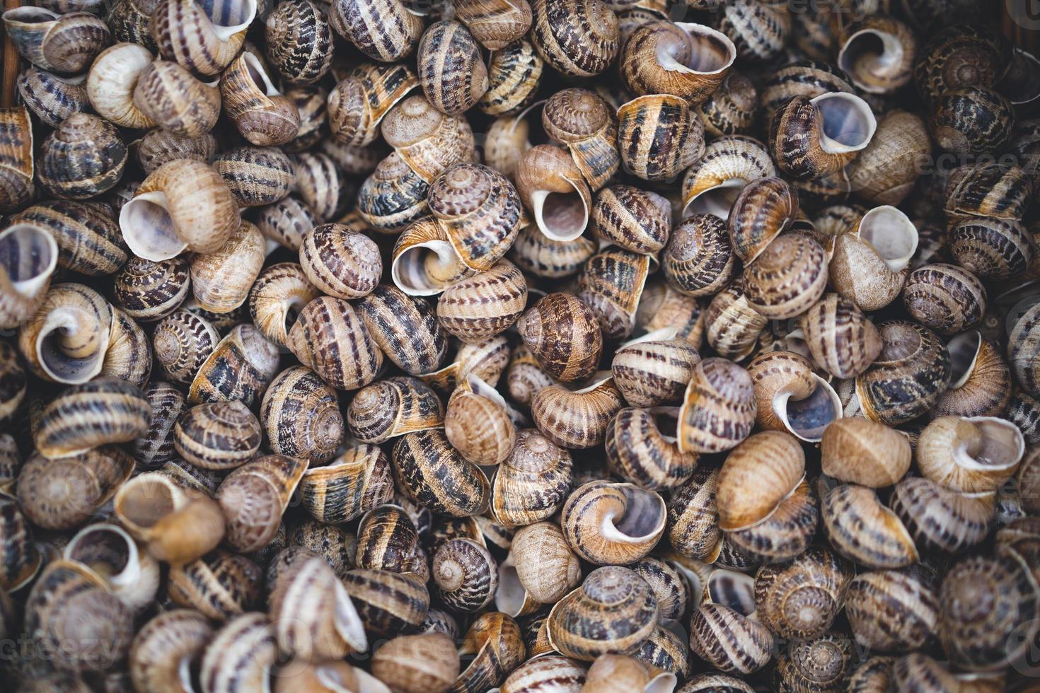 many shells from edible snails photo
