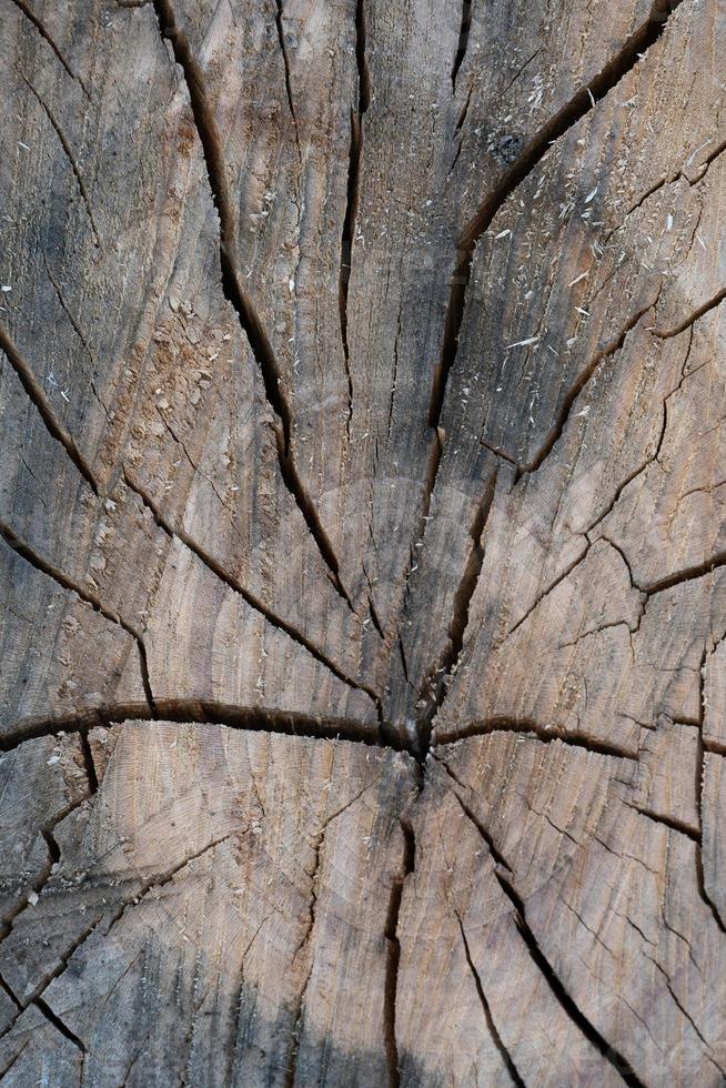 close up of wood texture with natural fibers, board material for construction photo