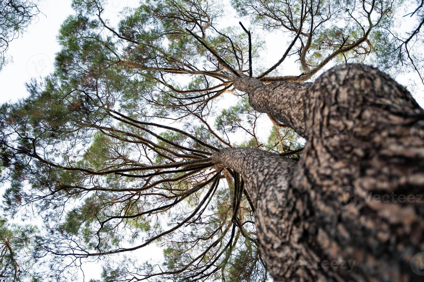 big trees in the forest photo