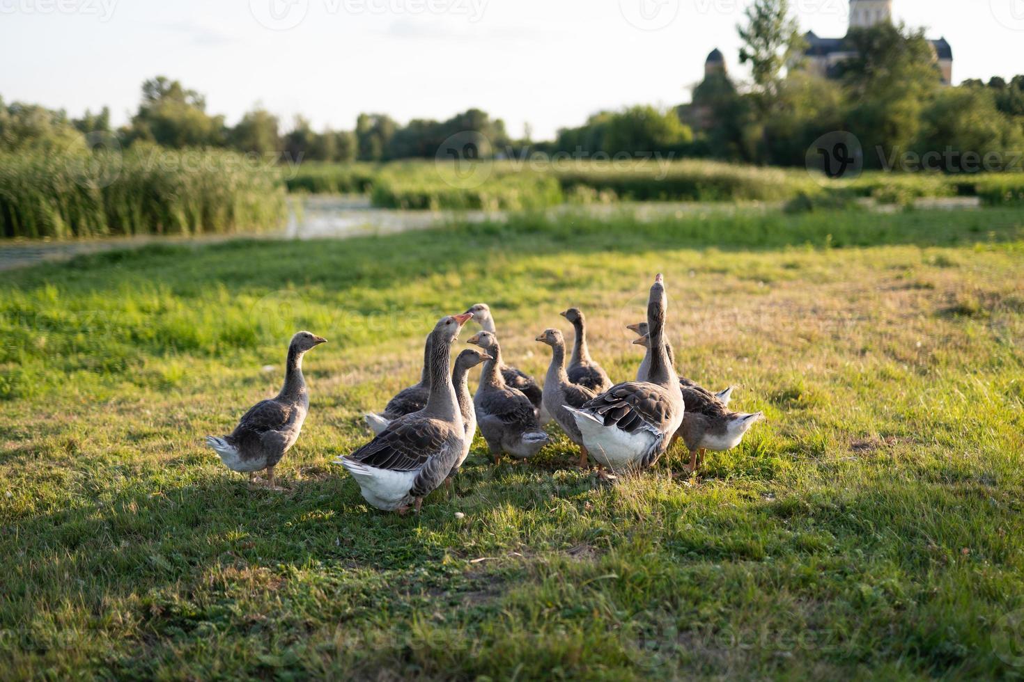 a flock of domestic geese photo