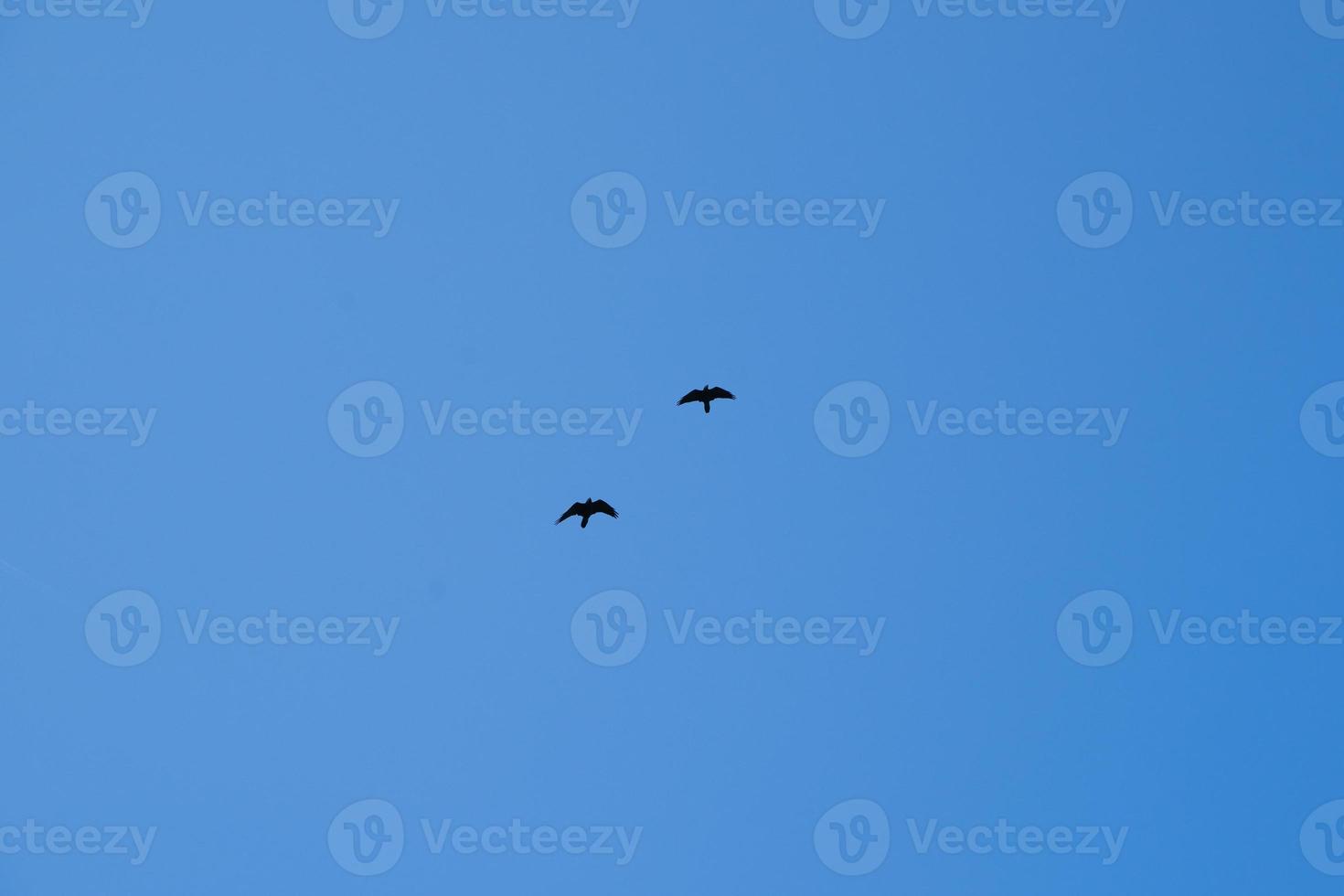 two birds are flying in the sky 17622505 Stock Photo at Vecteezy