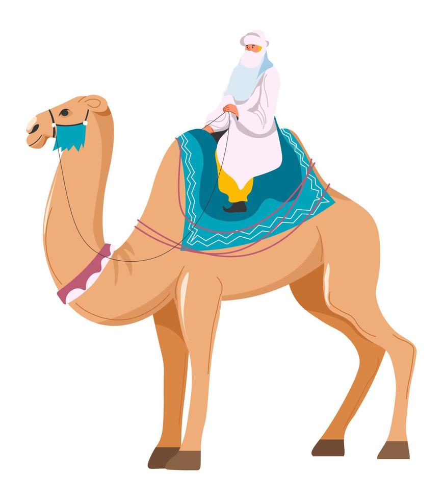 Sheikh on camel, Arabic country transport fun vector