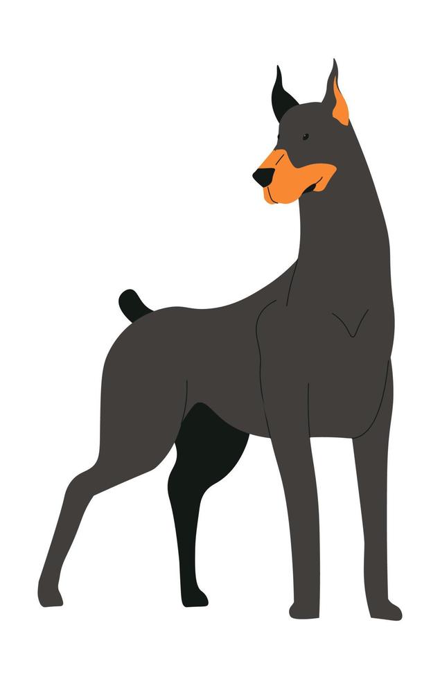 Doberman dog breed, domestic pet portrait puppy vector