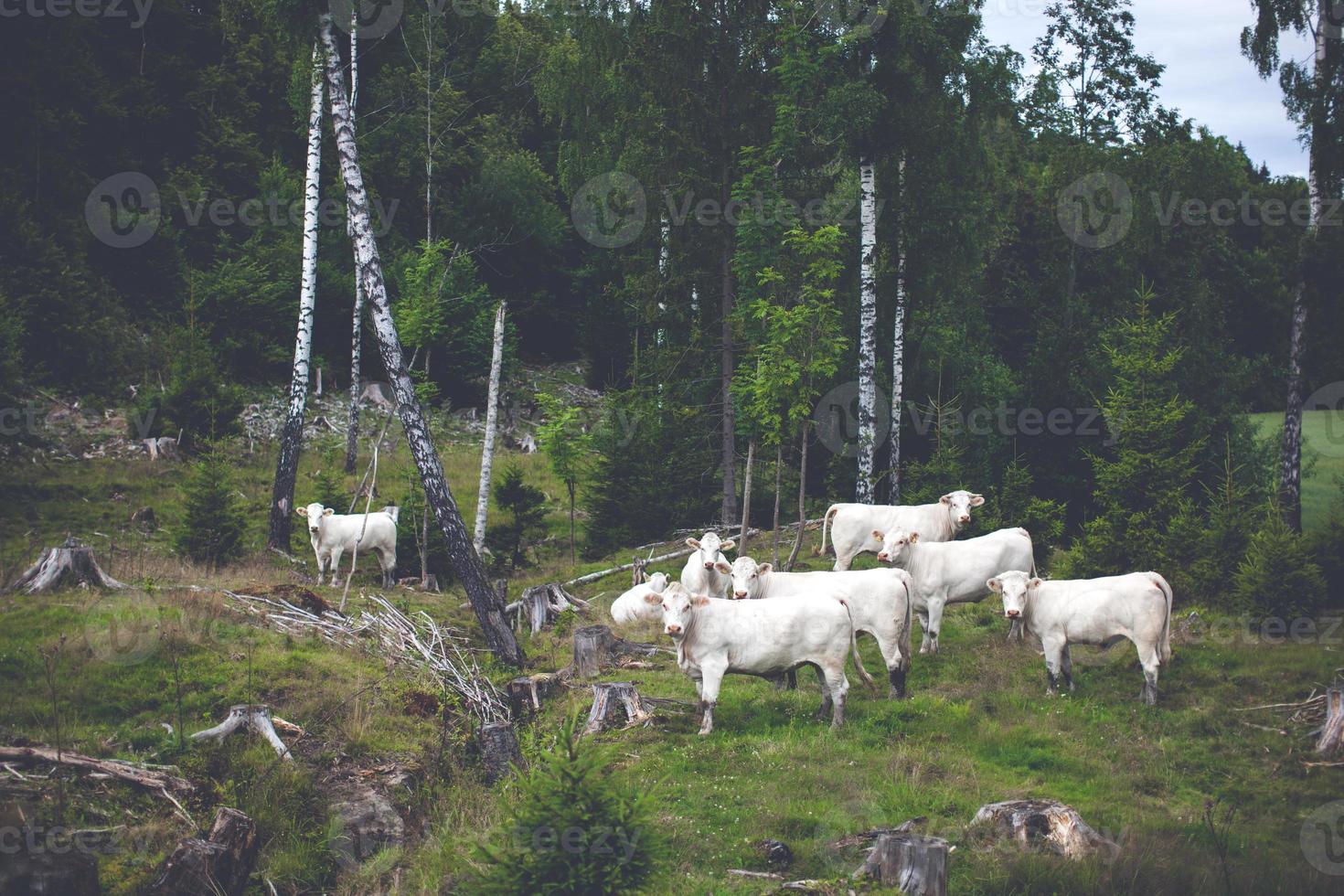 Cows grazing near forest, felled trees photo