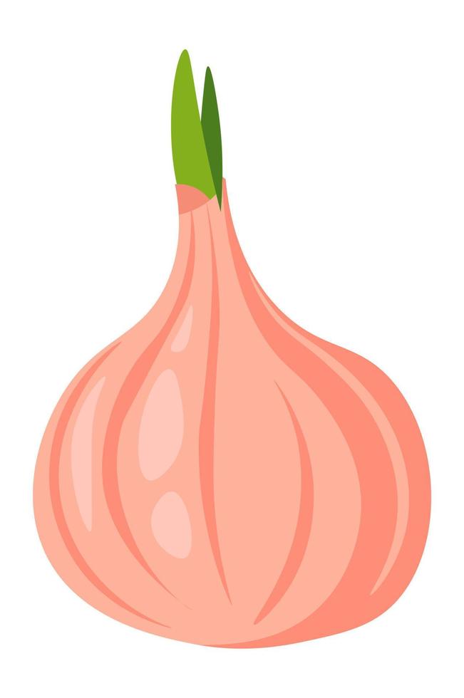 verduras orgánicas y naturales, vector de cebolla madura