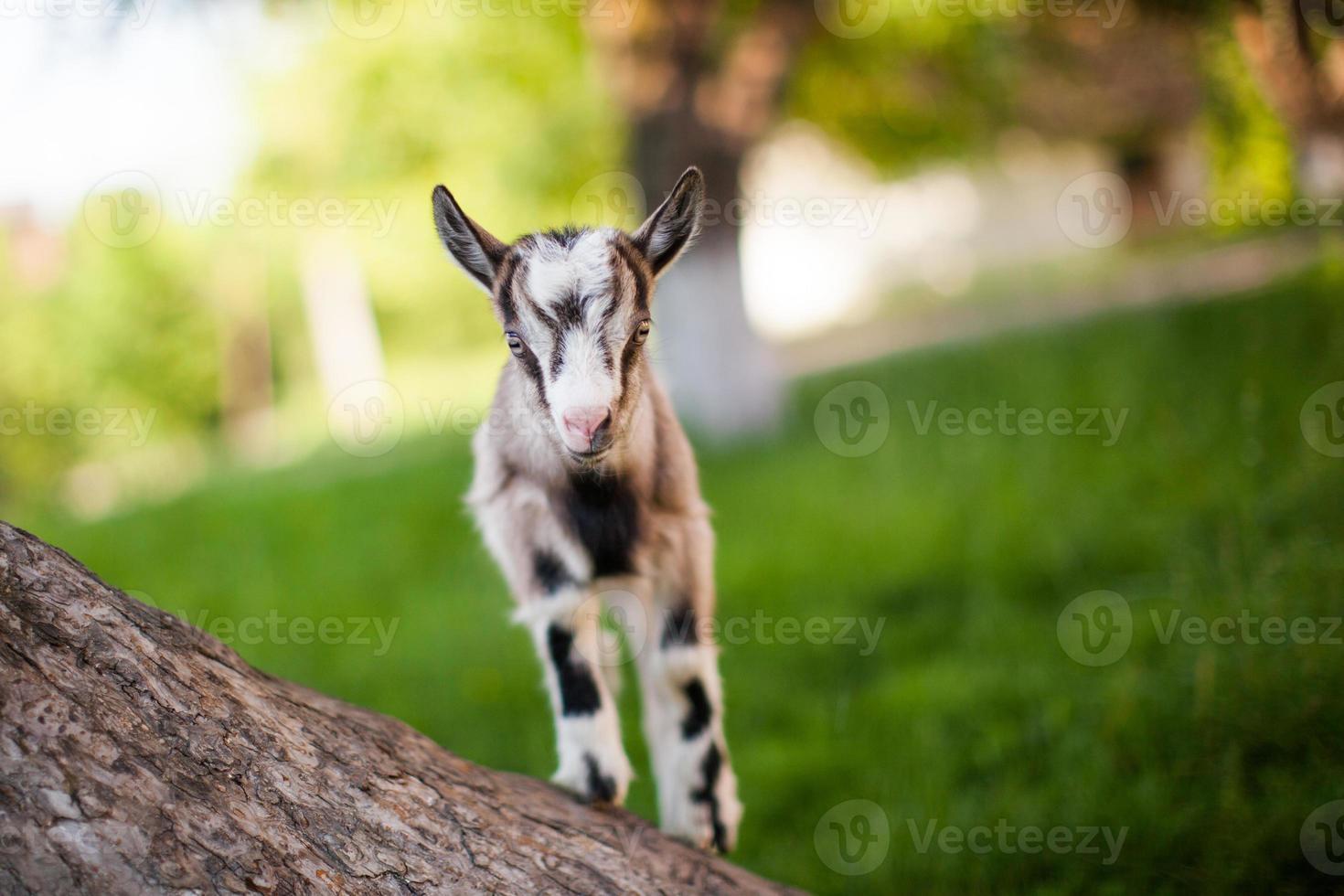 beautiful goat's photo climbed onto the tree