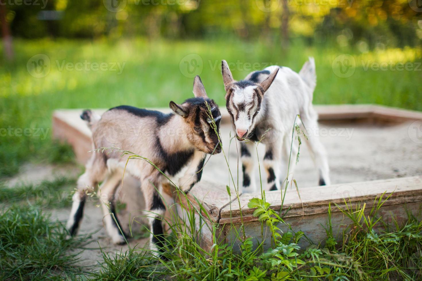A beautiful photo of two little goats playing
