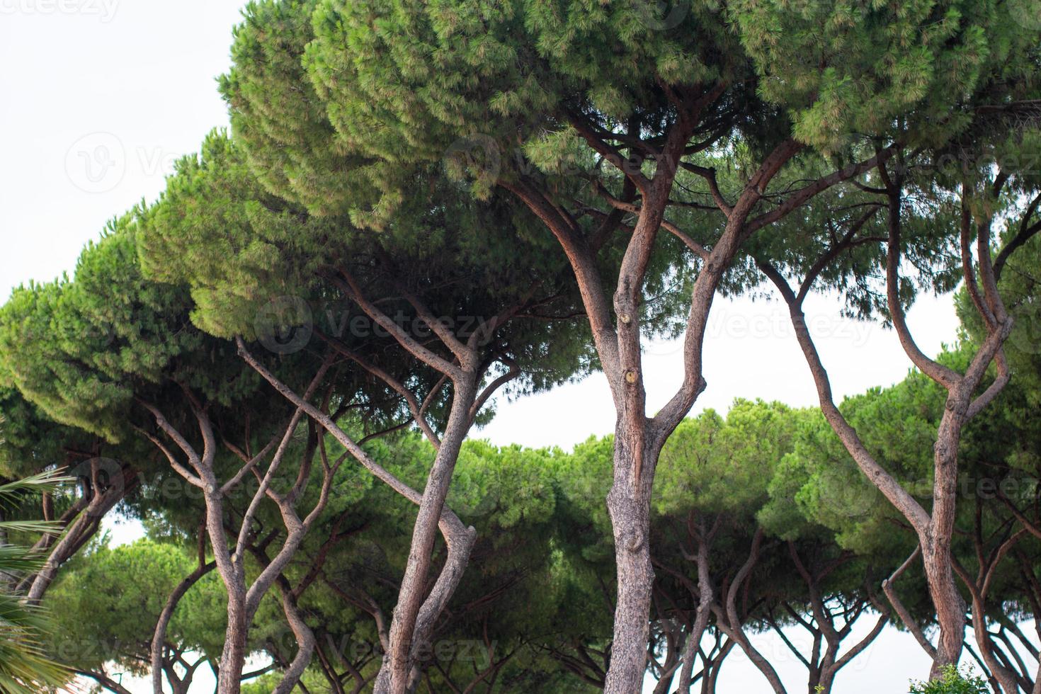 big trees in the forestbig trees in the forest photo