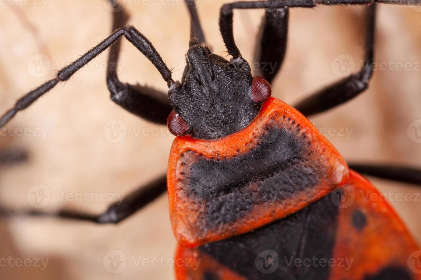 close-up macro shot of an insect photo